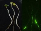 E. coli thrives near plant roots, can contaminate young produce crops