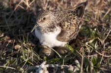 Earlier and earlier high-Arctic spring replaced by “extreme year-to-year variation”