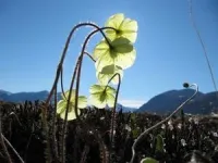 Earlier and earlier high-Arctic spring replaced by “extreme year-to-year variation” 2