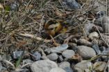 Earlier snowmelt prompting earlier breeding of Arctic birds