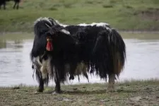 Earliest evidence for domestic yak found using both archaeology, ancient DNA 2