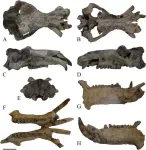 Earliest known European common hippopotamus fossil reveals their Middle Pleistocene dispersal