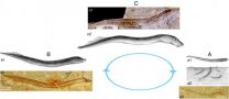 Earliest-known lamprey larva fossils unearthed in Inner Mongolia