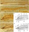 Earliest-known lamprey larva fossils unearthed in Inner Mongolia 2