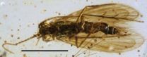 Earliest psychomyiid caddisfly fossils, from 100-million-year-old Burmese amber