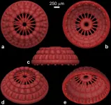 Early Cambrian microfossils preserve introvert musculature of cycloneuralians