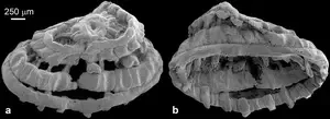 Early Cambrian microfossils preserve introvert musculature of cycloneuralians 2