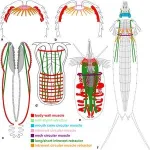 Early Cambrian microfossils preserve introvert musculature of cycloneuralians 3