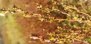 Early crop plants were more easily ‘tamed’