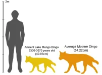 Early dingoes are related to dogs from New Guinea and East Asia