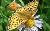 Early spring drives butterfly population declines