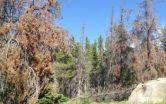 Earth Week: Bark beetles change Rocky Mountain stream flows, affect water quality 2