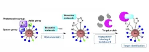 Easily assembled gold nanoparticle scaffolding serves as molecular probe