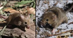 Eastern and Western house mice took parallel evolutionary paths after colonizing US