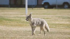 Eating human food could mean trouble for urban coyotes, study shows