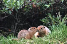 Eating omega-3 fat helps hibernating Arctic ground squirrels warm up during deep cold