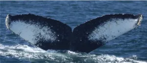 Eavesdropping on whale songs sparks new discoveries in whale ecology