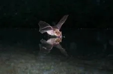 Echolocating bats use an acoustic cognitive map for navigation 2