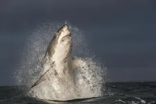 Ecosystem disrupted following the disappearance of Great white sharks, new study finds