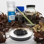 Edible electronics: How a seaweed second skin could transform health and fitness sensor tech