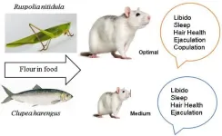 Edible insects show promise as sustainable nutritional source