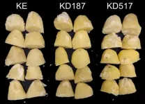 Editing for resilience: CRISPR/Cas9 boosts potato stress resistance