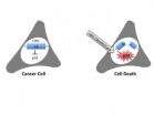 Editing HPVs genes to kill cervical cancer cells