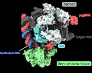 Editing without “cutting”: Molecular mechanisms of new gene-editing tool revealed