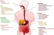 Effects of ethanol on the digestive system