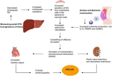 Effects of transjugular intrahepatic portosystemic shunt on renal and pulmonary function in hepatic decompensation with and without hepatorenal and hepatopulmonary syndromes