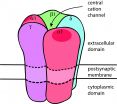 Efficacy of potential therapy for autoimmune disorder of muscle weakness