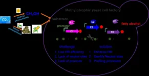 Efficient genetic engineering platform established in methylotrophic yeast