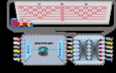 Efficient stochastic parallel gradient descent training for on-chip optical processors