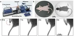 Efficient X-ray luminescence imaging with ultrastable and eco-friendly copper(I)-iodide cluster microcubes 3