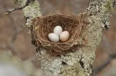 Egg ‘signatures’ will allow drongos to identify cuckoo ‘forgeries’ almost every time, study finds 3