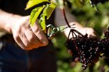 Elderberry benefits air travelers