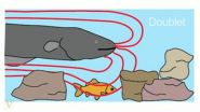 Electric eels deliver Taser-like shocks 2