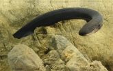 Electric eels deliver Taser-like shocks 3