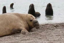 Elephant seal colony declines one year after avian flu outbreak