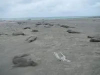 Elephant seal colony declines one year after avian flu outbreak 2