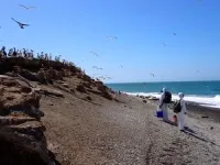 Elephant seal colony declines one year after avian flu outbreak 3