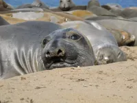 Elephant seal diving mystery solved: 24-hour feeding could be climate change sentinel