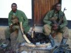 Elephants are vanishing from DRCs best-run reserve