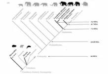 Elephants as a new model for understanding human evolution 2