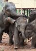 Elephants born when mothers are stressed age faster and produce fewer offspring