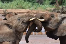 Elephants have names for each other like people do, new study shows