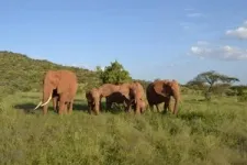 Elephants have names for each other like people do, new study shows 3