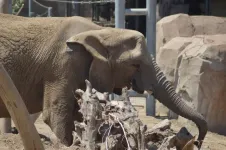 Elephants solve problems with personality