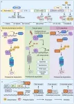 ELF4: A key transcription factor shaping immunity and cancer progression