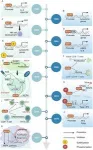 ELF4: A key transcription factor shaping immunity and cancer progression 2